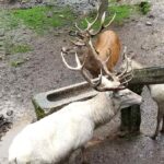 Im Wildpark