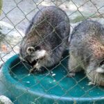 Waschbären im Wildpark